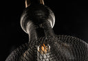 Black Amphora