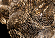 Golden Amphora