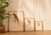 Arte Decorativo Loro Verde