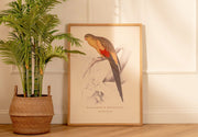 Arte Decorativo Perico Amarillo y Rojo
